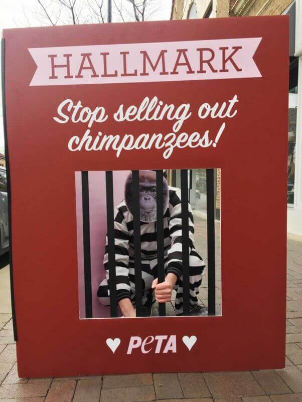 A PETA supporter dressed as a chimpanzee behind bars