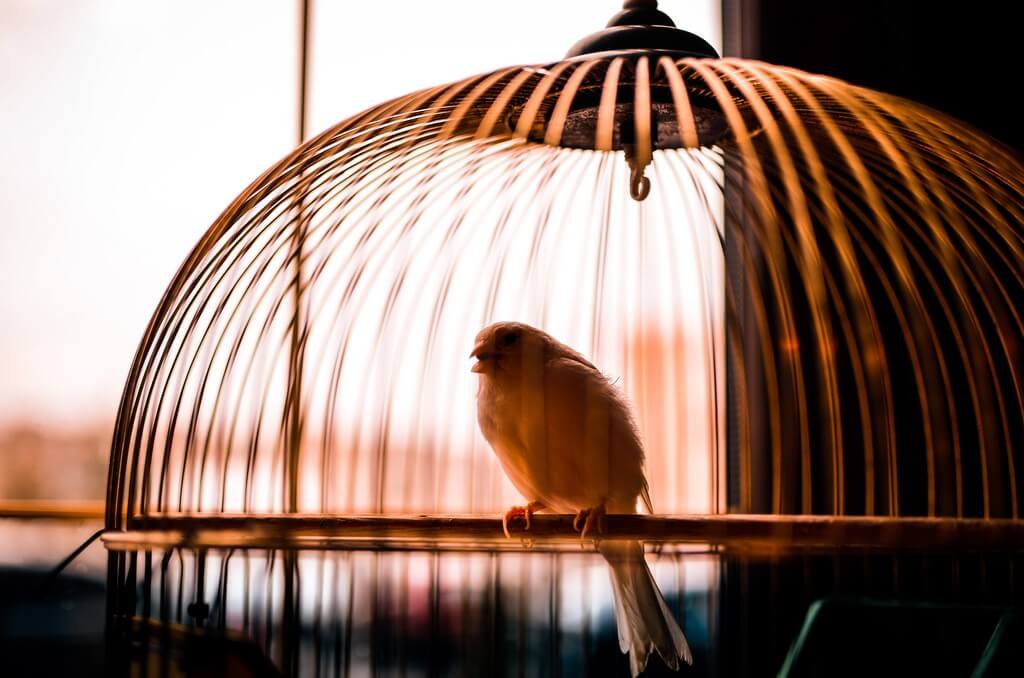 Peta Prime Distressed And Lonely Caged Birds Have No Cause To Sing