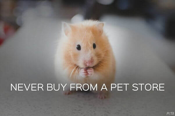 Pet shop hamster outlet for sale near me