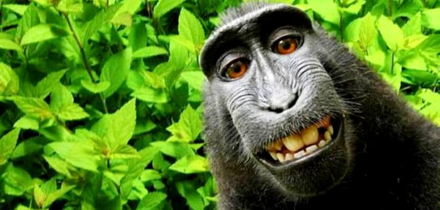 Monkey Selfie: Image Gallery (List View)