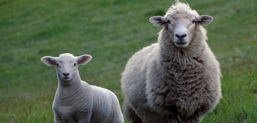 Peta Prime What Do We Love About Sheep Only Everything -