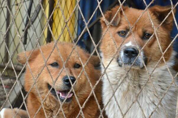 Dogs Behind Fence