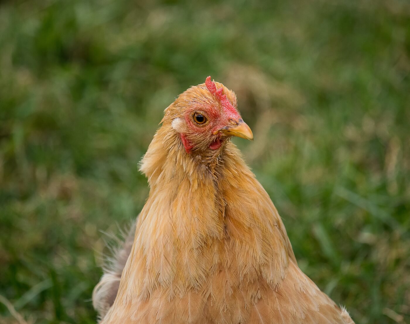 PETA Prime Spare Chickens Celebrate Kapparos4Compassion