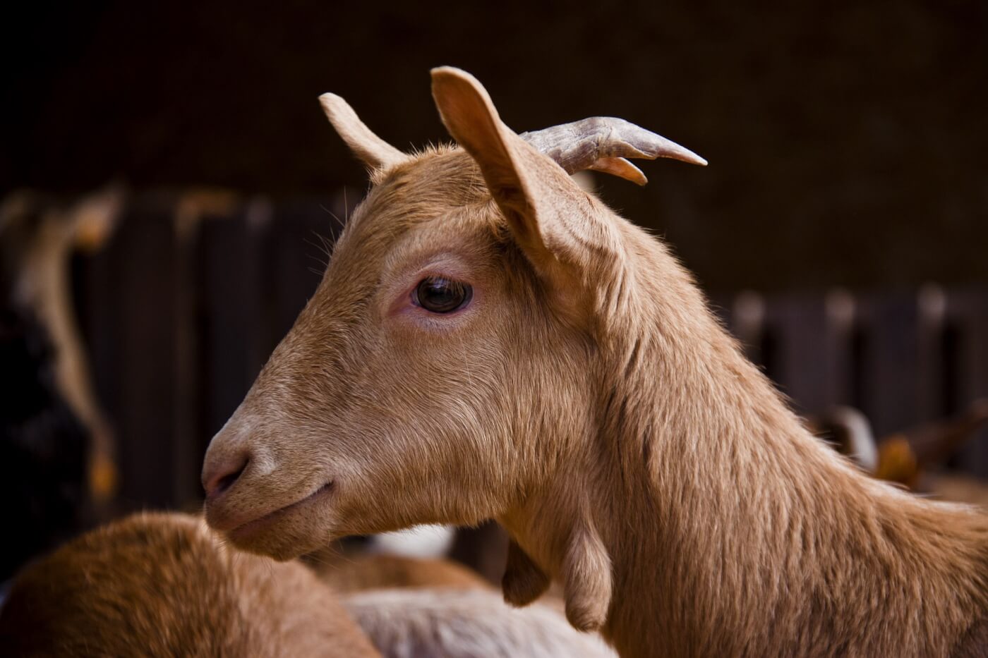 Animals Are Wondrous: Goats | PETA Prime
