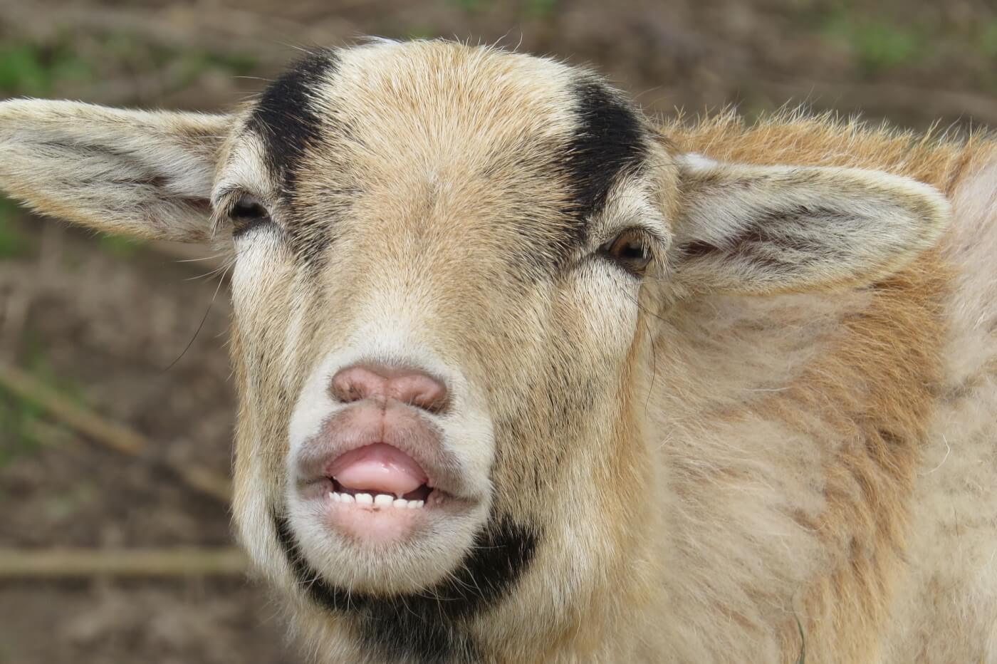 What Do Spanish Goats Look Like