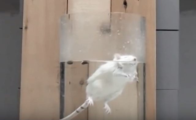 A rat struggles during a forced swim test.