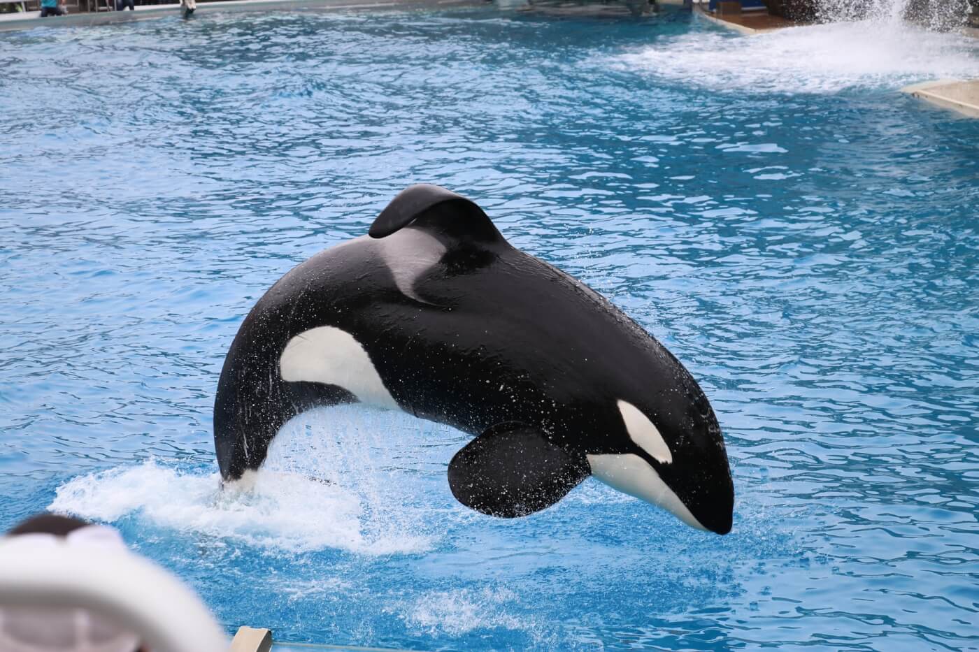 PETA Prime New Orca Documentary 'Long Gone Wild' Has SeaWorld Scared