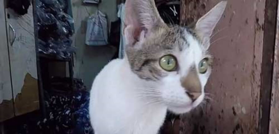 PETA Prime: How PETA India Is 'Fixing' Animal Homelessness