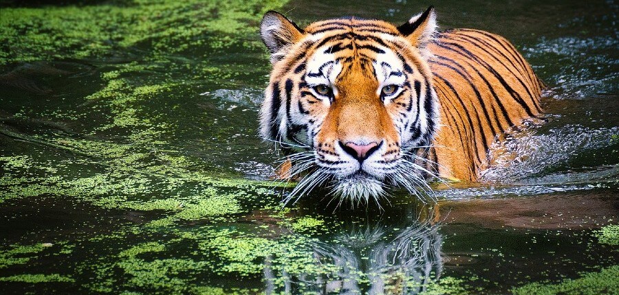 PETA Prime: These True Tiger Sanctuaries Are Helping Big Cats