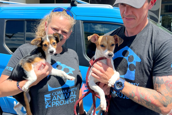 PETA's Rescue Team Returns to Puerto Rico | PETA Prime