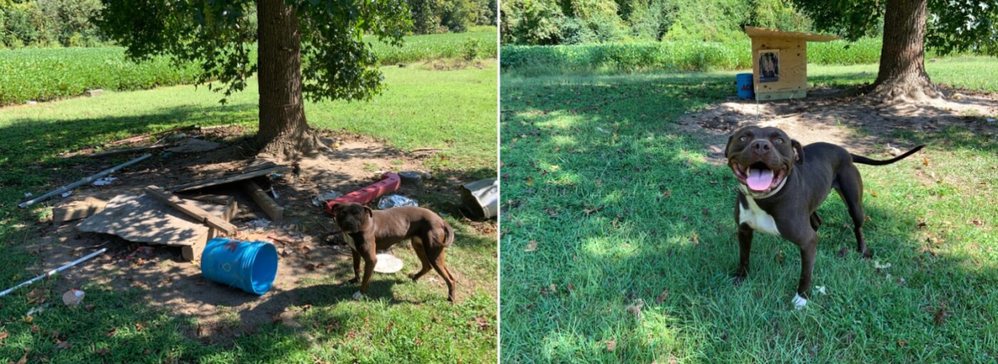 Multiple dog deals tie out chain