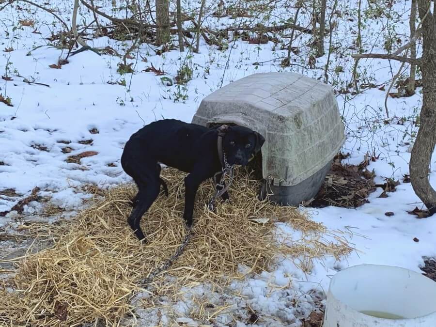 Sheriff department giving away straw for dog houses