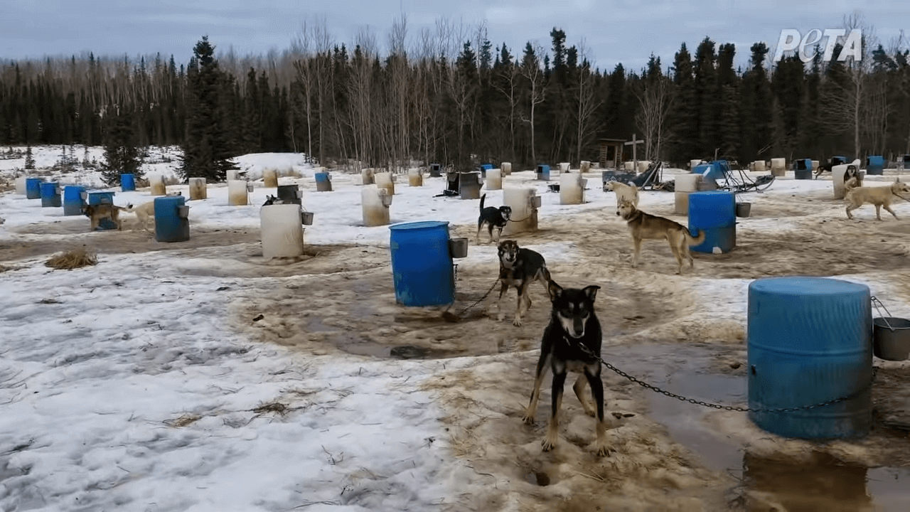 2023 Iditarod