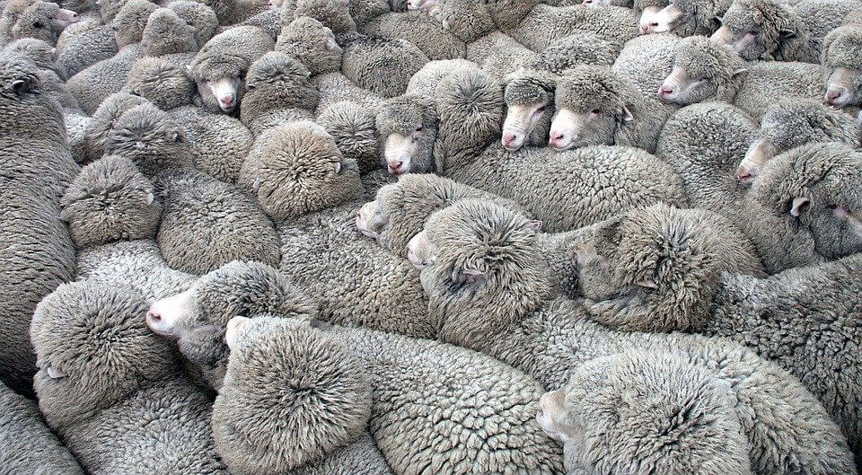 wool industry