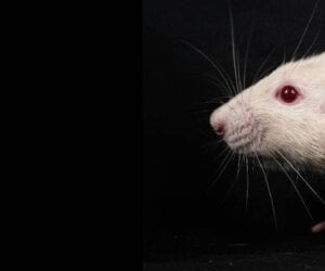 An inconvenient truth - Animals always die in laboratories