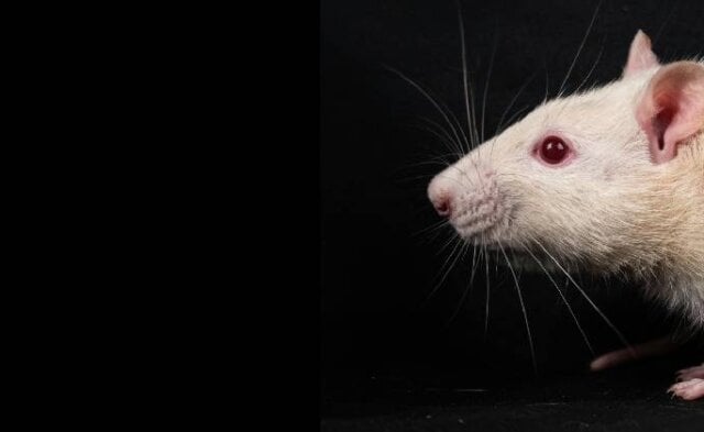 An inconvenient truth - Animals always die in laboratories