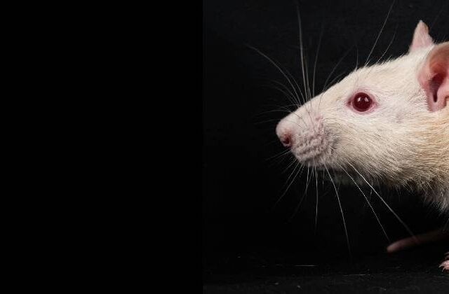 An inconvenient truth - Animals always die in laboratories