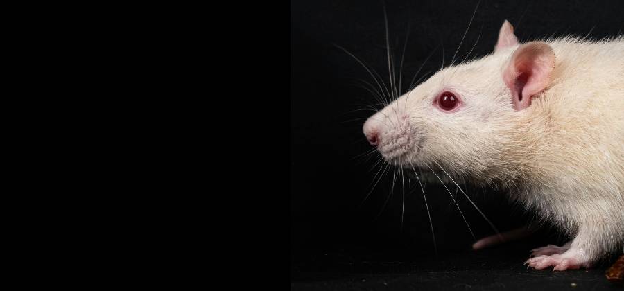 An inconvenient truth - Animals always die in laboratories