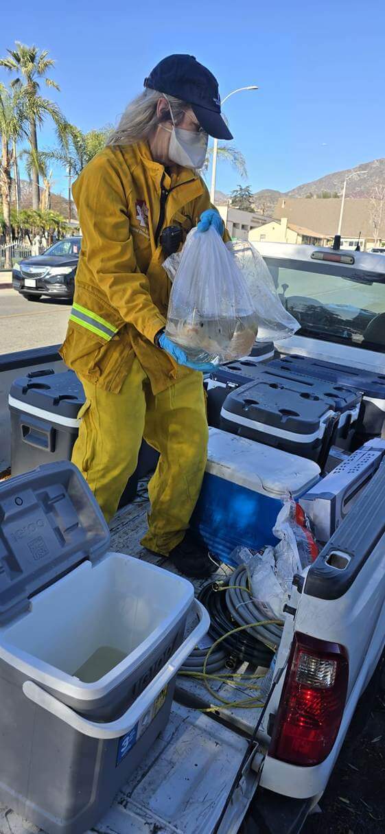 Lisa is evacuating a koi from a pond on a burned-out property.