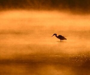 PETA Supporter Spotlight